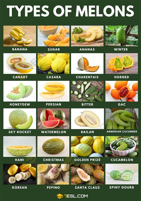 melonstu|Types of Melons: Different Melon Varieties With Pictures and Names